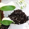 Gambar MEDIA TANAM AJAIB FULL FERMENTASI - untuk Monstera, Philodendron, dll - Premium dari joroyoyo Kab. Tangerang 6 Tokopedia