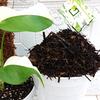 Gambar MEDIA TANAM AJAIB FULL FERMENTASI - untuk Monstera, Philodendron, dll - Premium dari joroyoyo Kab. Tangerang 1 Tokopedia