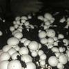 Gambar Bibit jamur kancing/champignon dari Agaris agrobiz Kab. Sleman 3 Tokopedia