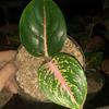 Gambar aglonema big papa - dewasa 4-5 daun dari Yasmin garden Kota Bogor 4 Tokopedia