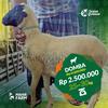 Gambar Domba Kurban berat 25-30 kg dari SebarQurban Kota Bogor 5 Tokopedia