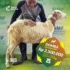 Gambar Domba Kurban berat 25-30 kg dari SebarQurban Kota Bogor 1 Tokopedia