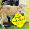 Gambar Domba Qurban 20-25 kg dari SebarQurban Kota Bogor 2 Tokopedia
