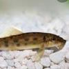 Gambar ikan algae eater dari Galery_LeXa Jakarta Barat 1 Tokopedia
