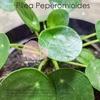 Gambar Tanaman Hias Pilea Peperomioides, Chinese Money Tree dari Socialhomeid Jakarta Utara 3 Tokopedia