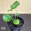 Gambar Hydrocotyle verticillata / pennywort - Paludarium Terrarium Vivarium dari Debu dan Angin Aquascape Kota Tangerang Selatan 1 Tokopedia