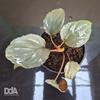 Gambar Homalomena Humilis "silver red" Paludarium Terrarium Vivarium dari Debu dan Angin Aquascape Kota Tangerang Selatan 4 Tokopedia