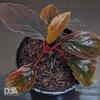 Gambar Homalomena Humilis "red velvet" Paludarium Terrarium Vivarium dari Debu dan Angin Aquascape Kota Tangerang Selatan 2 Tokopedia
