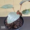 Gambar Homalomena Humilis "silver red" Paludarium Terrarium Vivarium dari Debu dan Angin Aquascape Kota Tangerang Selatan 1 Tokopedia