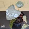 Gambar Homalomena Humilis "silver red" Paludarium Terrarium Vivarium dari Debu dan Angin Aquascape Kota Tangerang Selatan 2 Tokopedia