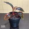 Gambar Homalomena Humilis "red velvet" Paludarium Terrarium Vivarium dari Debu dan Angin Aquascape Kota Tangerang Selatan 1 Tokopedia