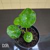 Gambar Hydrocotyle verticillata / pennywort - Paludarium Terrarium Vivarium dari Debu dan Angin Aquascape Kota Tangerang Selatan 2 Tokopedia