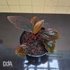 Gambar Homalomena Humilis "red velvet" Paludarium Terrarium Vivarium dari Debu dan Angin Aquascape Kota Tangerang Selatan 3 Tokopedia