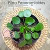 Gambar Tanaman Hias Pilea Peperomioides, Chinese Money Tree dari Socialhomeid Jakarta Utara 1 Tokopedia