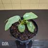 Gambar Homalomena Humilis "silver green" Paludarium Vivarium Terrarium dari Debu dan Angin Aquascape Kota Tangerang Selatan 2 Tokopedia