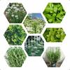 Gambar Paket Hemat 8 Jenis Biji/Benih Herb Mint Basil Rosemary Thyme Oregano dari Amefurashi Jakarta Selatan 1 Tokopedia