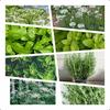 Gambar Paket Hemat 8 Jenis Biji/Benih Herb Mint Basil Rosemary Thyme Oregano dari Amefurashi Jakarta Selatan 3 Tokopedia