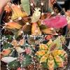 Gambar Paketan kaktus gymnocalycium mihanovichii (gymno miha) hibrid - medium dari her_majesty Kab. Bogor 5 Tokopedia