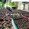 Gambar Paketan kaktus gymnocalycium mihanovichii (gymno miha) hibrid - medium dari her_majesty Kab. Bogor 2 Tokopedia