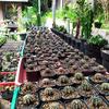 Gambar Paketan kaktus gymnocalycium mihanovichii (gymno miha) hibrid - medium dari her_majesty Kab. Bogor 3 Tokopedia