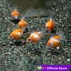 Gambar Koki Mas Mutiara / Ikan Hias Aquascape Air Tawar / Ikan Koki Goldfish - Size S dari CGK Online Kota Tangerang 2 Tokopedia