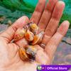 Gambar Koki Mas Mutiara / Ikan Hias Aquascape Air Tawar / Ikan Koki Goldfish - Size S dari CGK Online Kota Tangerang 3 Tokopedia