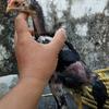 Gambar Anakan Ayam ShamoTrad Ekor Lidi Tulangan Besar Trah Petarung dari Ayam Aduan Import Kota Semarang 2 Tokopedia