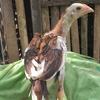 Gambar Anakan Ayam ShamoTrad Ekor Lidi Tulangan Besar Trah Petarung dari Ayam Aduan Import Kota Semarang 3 Tokopedia
