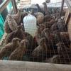 Gambar Daging puyuh karkas dari www.AuliaNeka Kota Bekasi 2 Tokopedia