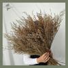 Gambar Dried Flower Caspea/Lovergrass Green Asli Bunga Kering 1 satu tangkai - 30 GR dari Botanikal_Decor.id Kab. Tangerang 1 Tokopedia