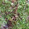 Gambar Lumut Hidup Media Tanam 500gr / Moss Fresh dari Hello Hijau Kota Bandung 5 Tokopedia