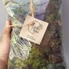 Gambar Lumut Hidup Media Tanam 500gr / Moss Fresh dari Hello Hijau Kota Bandung 1 Tokopedia