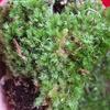 Gambar Lumut Hidup Media Tanam 500gr / Moss Fresh dari Hello Hijau Kota Bandung 4 Tokopedia