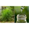 Gambar Citronella Essential Oil 10ml Minyak Sereh Wangi Aromatherapy Diffuser dari sentanasempurna Kota Makassar 2 Tokopedia