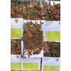 Gambar BENALU BATU/ TANAMAN HERBAL 100% ASLI SULAWESI TENGAH/Tanpaefek smpin dari Benalu-Batu-Asli-SulawesiTengah Kota Palu 1 Tokopedia