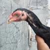 Gambar Anakan Ayam Paruh Bengkok Trah O Shamo Dengan Biang Bangkok Ekor Lidi dari Ayam Aduan Import Kota Semarang 1 Tokopedia