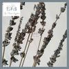 Gambar (10PCS) Dried Flower Lavender Phalaris Lagurus Wheat Bunga Kering Asli - LAVENDER dari TopFlowerSupplier Kab. Tangerang 2 Tokopedia