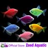 Gambar ikan hias aquascape glofish tetra import dari Zeed Aquatic Kota Tangerang Selatan 11 Tokopedia