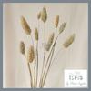 Gambar (10PCS) Dried Flower Lavender Phalaris Lagurus Wheat Bunga Kering Asli - LAVENDER dari TopFlowerSupplier Kab. Tangerang 6 Tokopedia
