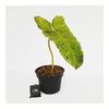 Gambar Philodendron Paraiso Verde - Tanaman Hias philo / indoor plant - 1 daun small dari Habitart nursery Kota Depok 5 Tokopedia