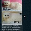 Gambar VITAMIN KUCING PENAMBAH NAFSU MAKAN Berat Badan Kurus Gemuk Bulu Obat - 10 Kapsul dari Olive Care Store Jakarta Barat 5 Tokopedia