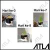 Gambar Paket Cat Grass Seeds Growing Kit Benih Rumput Catgrass Makanan Kucing - Rockwool dari Atla Agrikultur Kota Surabaya 3 Tokopedia