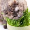 Gambar Paket Cat Grass Seeds Growing Kit Benih Rumput Catgrass Makanan Kucing - Rockwool dari Atla Agrikultur Kota Surabaya 4 Tokopedia