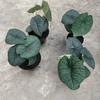 Gambar alocasia melo badak dari fino_aglonema Kota Batam 3 Tokopedia