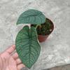 Gambar alocasia melo badak dari fino_aglonema Kota Batam 2 Tokopedia