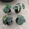 Gambar alocasia melo badak dari fino_aglonema Kota Batam 5 Tokopedia