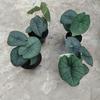 Gambar alocasia melo badak dari fino_aglonema Kota Batam 4 Tokopedia