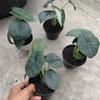 Gambar alocasia melo badak dari fino_aglonema Kota Batam 1 Tokopedia
