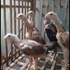 Gambar Anakan Ayam Super Trah import ShamoBrazil Ekor Lidi dari Ayam Aduan Import Kota Semarang 1 Tokopedia