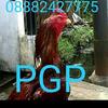 Gambar Anakan Ayam Super Trah import ShamoBrazil Ekor Lidi dari Ayam Aduan Import Kota Semarang 4 Tokopedia